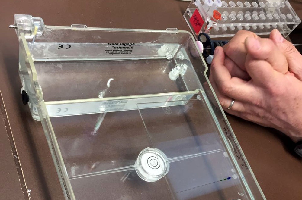 Genetikpraktikum_08 Genetikpraktikum_08