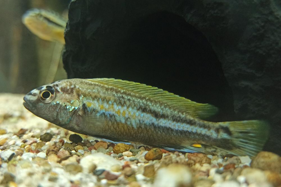 Buntbarsche2