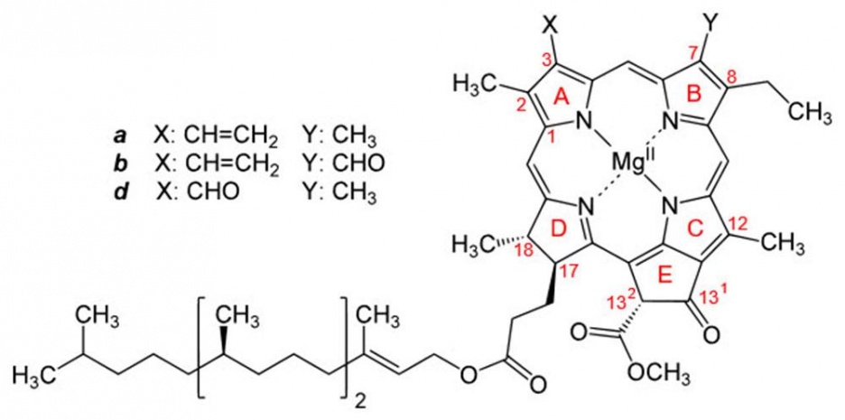 Photosynthese1