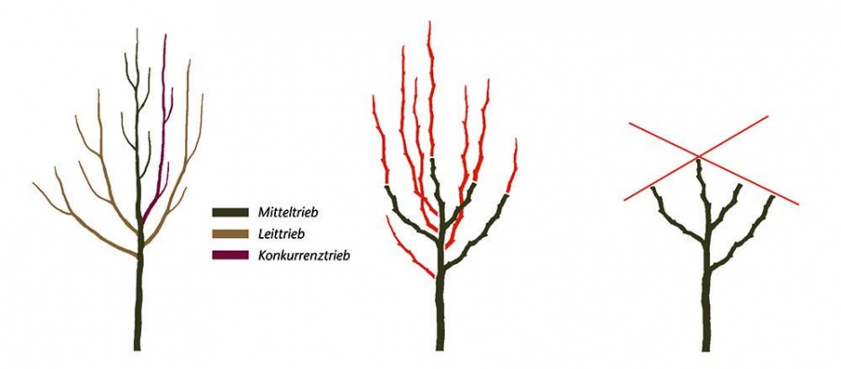 10-pflanzschnitt_1 Kopie