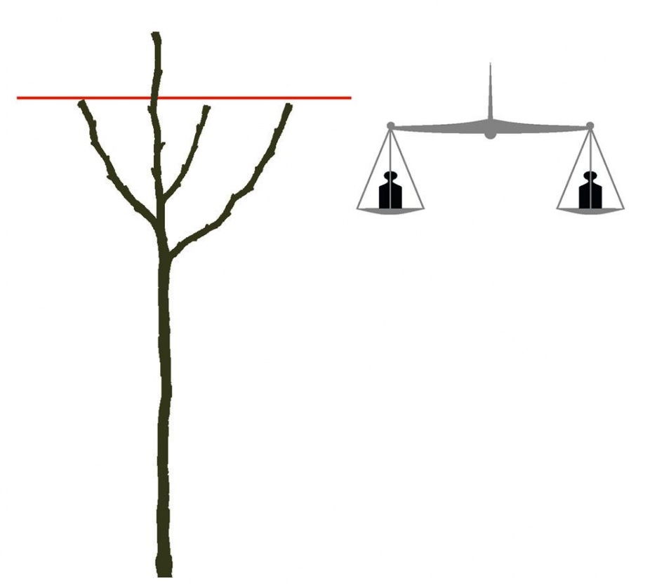 11-pflanzschnitt_2 Kopie2