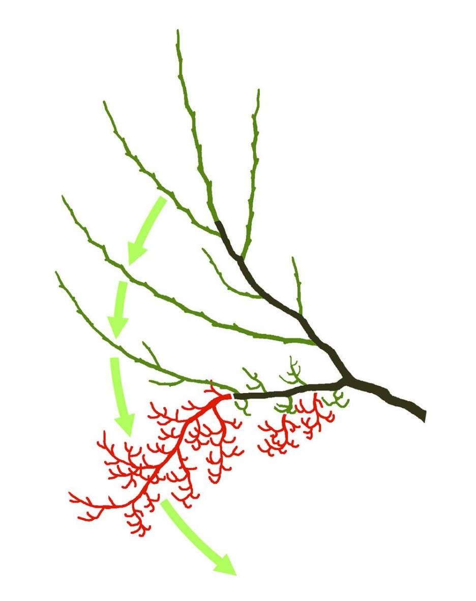 5-auslichtung_2 Kopie