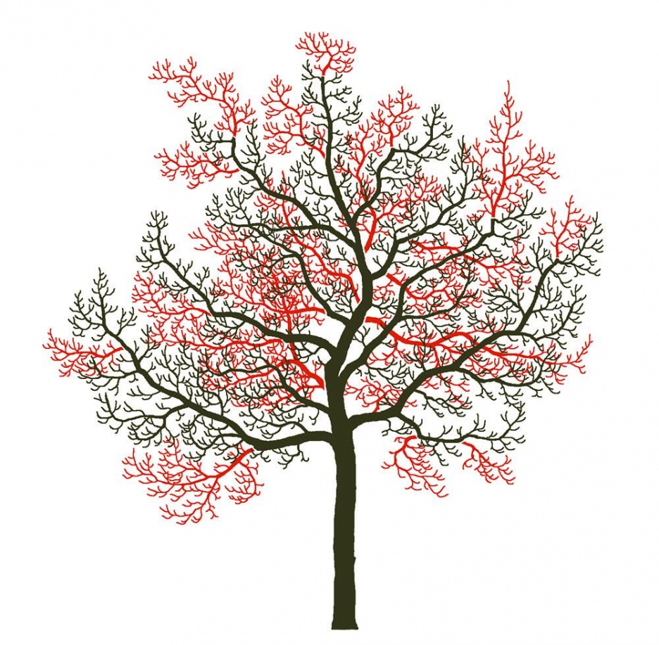 6-verjüngung_1 Kopie