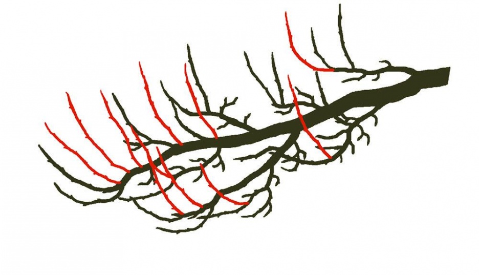 8-verjüngung_3 Kopie